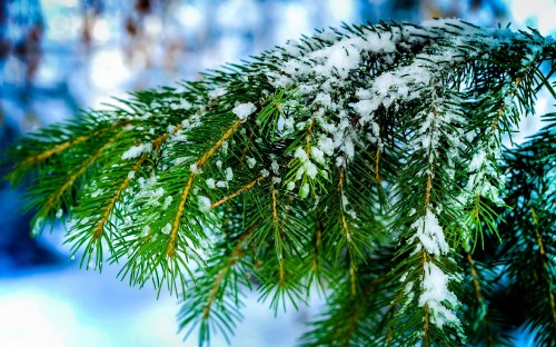 Image green pine tree covered with snow