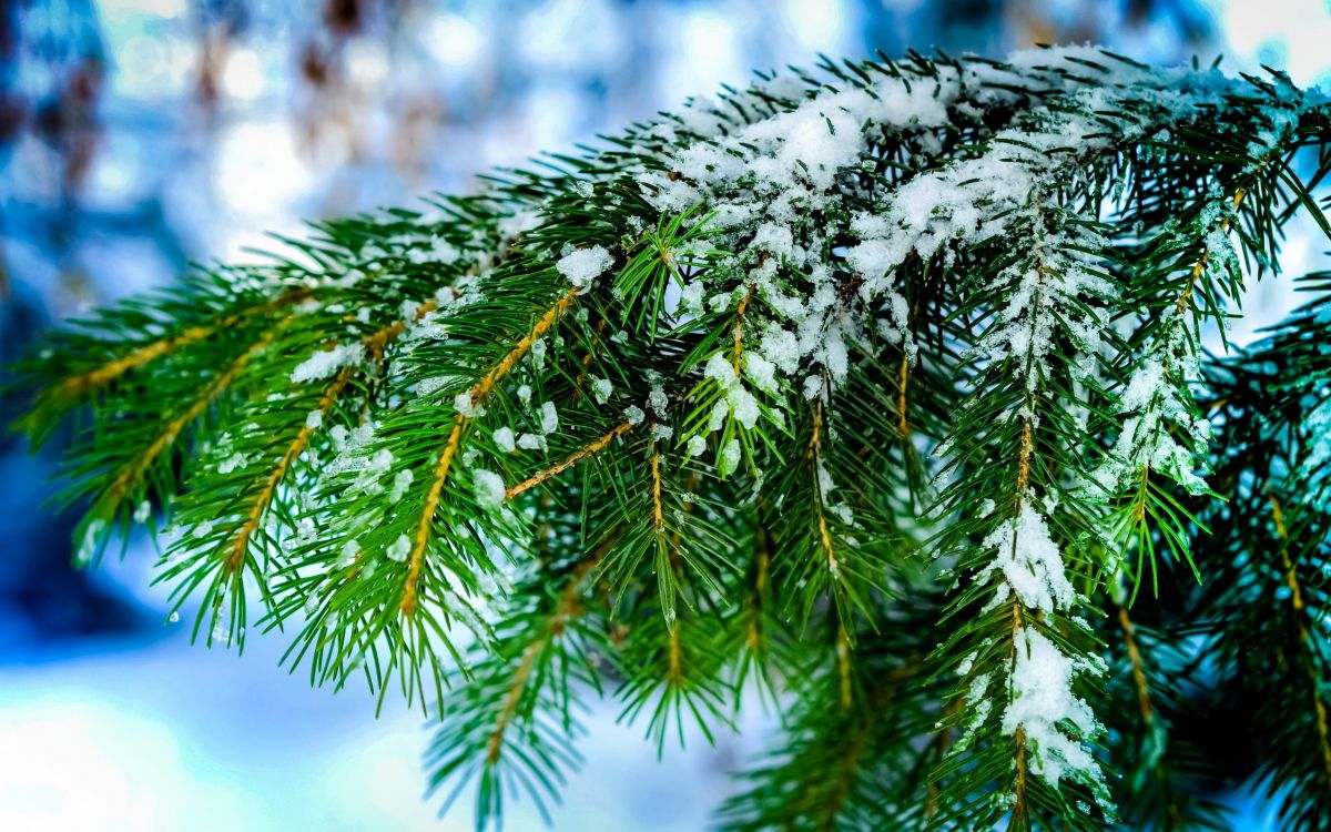 green pine tree covered with snow