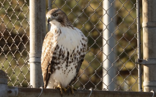 Image hawk, bird of prey, birds, falcon, science