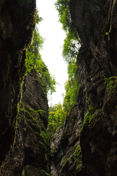 Image nature, vegetation, green, tree, natural environment