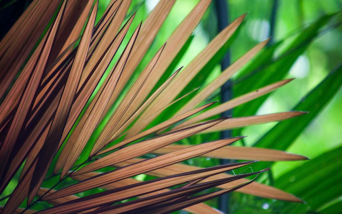 Planta Verde y Marrón Durante el Día.. Wallpaper in 2560x1600 Resolution