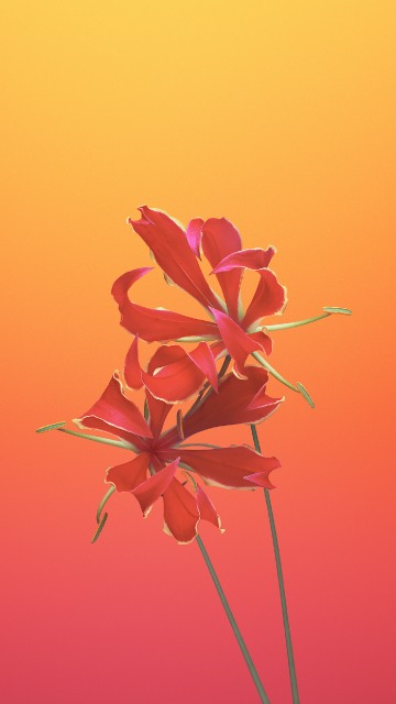 Image pink flower in close up photography
