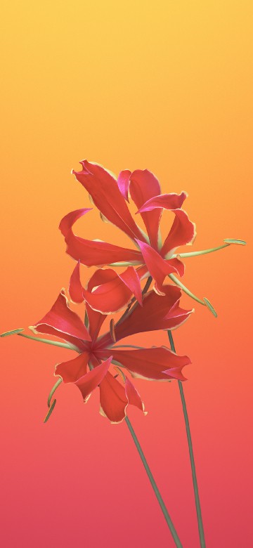 Image pink flower in close up photography