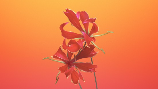 Image pink flower in close up photography