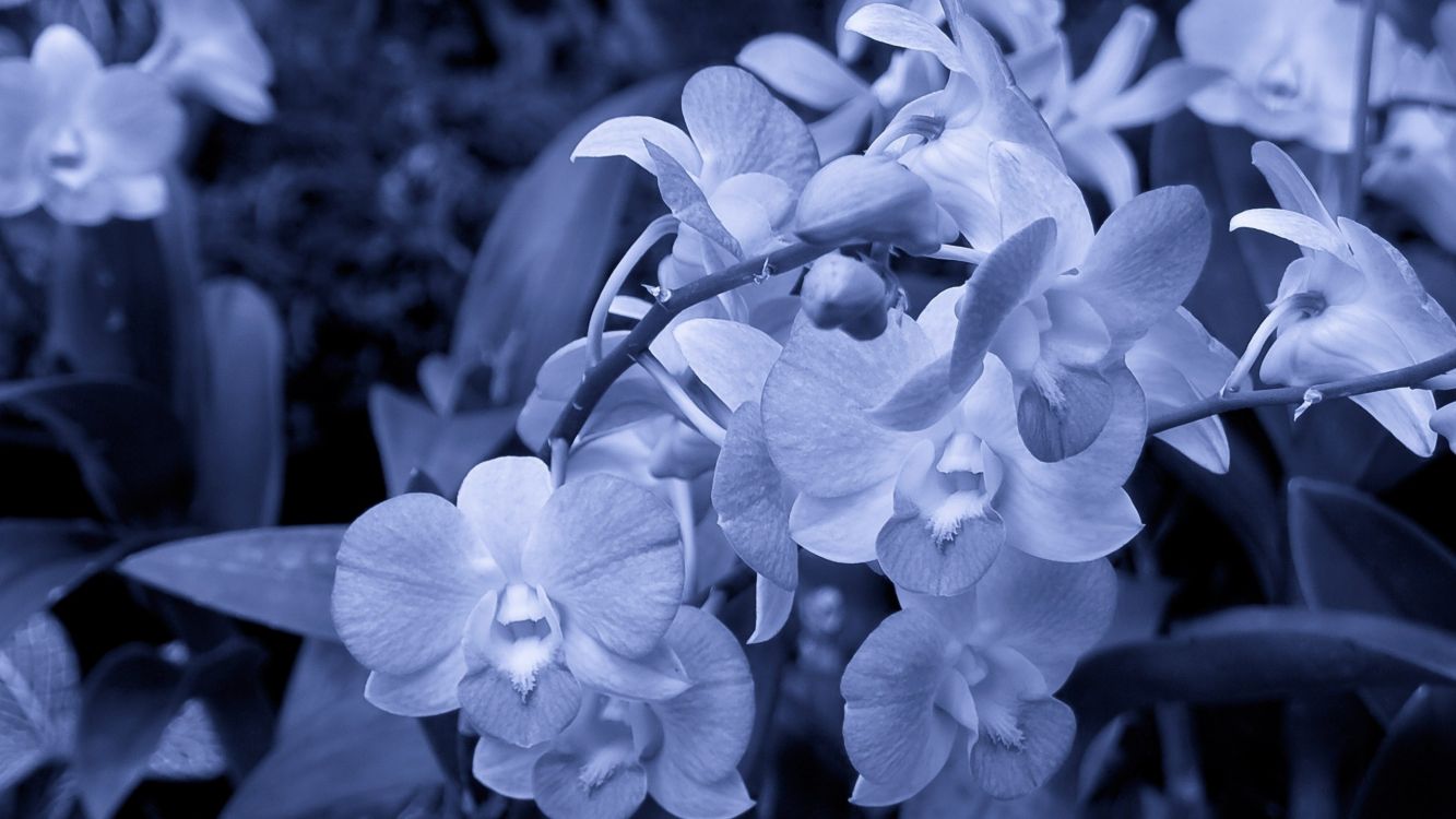 white moth orchids in bloom during daytime