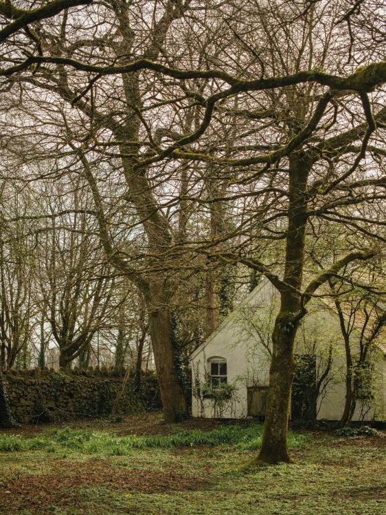 Sucursal, Biología, Paisaje Natural, Ramita, Madera. Wallpaper in 1500x2000 Resolution