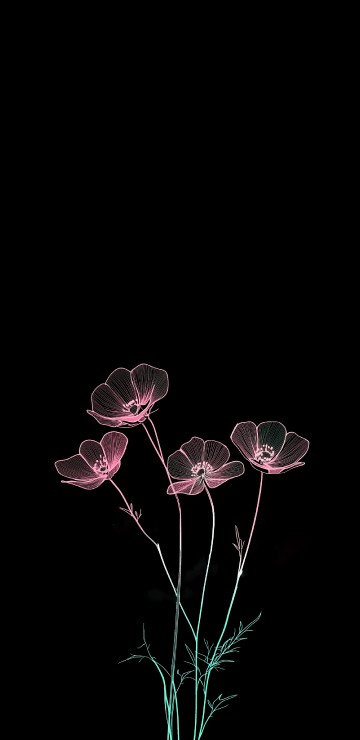 Image darkness, world, user, flower, 2025