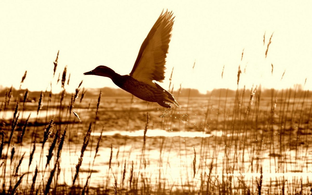 Pato Negro Volando Sobre el Agua Durante el Día. Wallpaper in 2560x1600 Resolution