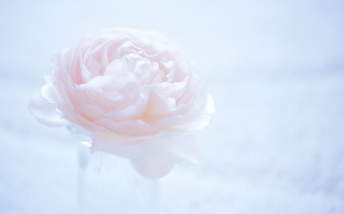 Image pink rose in close up photography