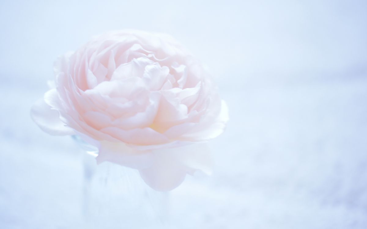 Rose Rose en Photographie Rapprochée. Wallpaper in 2560x1600 Resolution