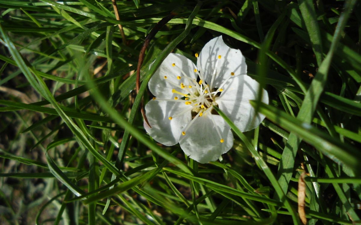 white flower on green grass