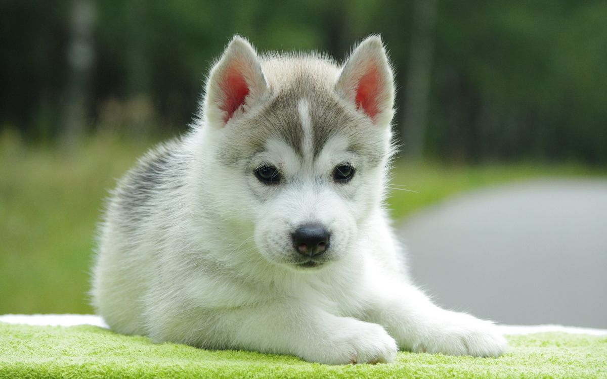 White and Black Siberian Husky Puppy on Green Grass During Daytime. Wallpaper in 2560x1600 Resolution