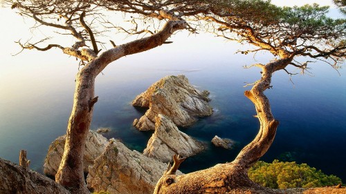 Image brown tree branch on gray rock formation near body of water during daytime