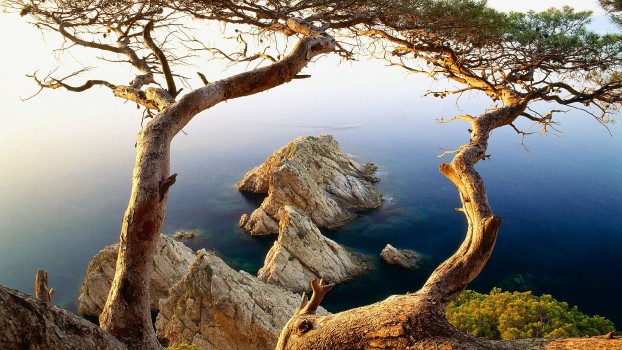 Rocking Background Tree Wallpaper Brown Tree Branch on Gray Rock Formation Near Body of Water ...