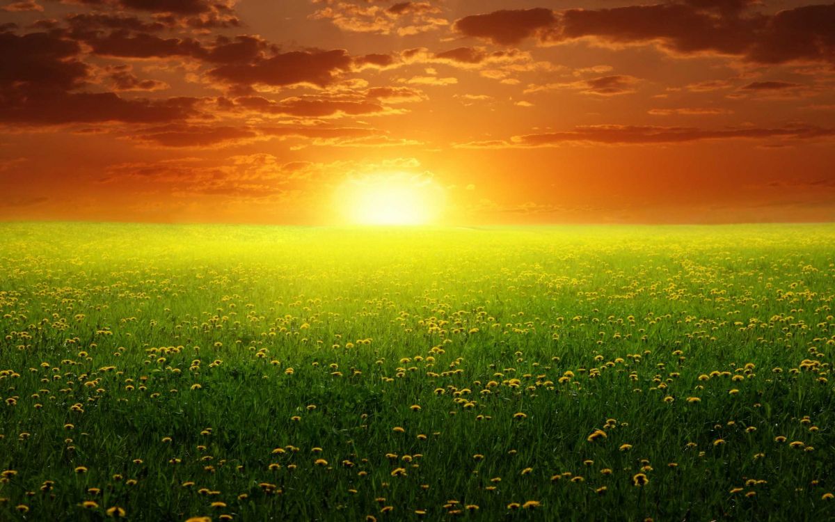 Champ D'herbe Verte Pendant le Coucher du Soleil. Wallpaper in 2560x1600 Resolution