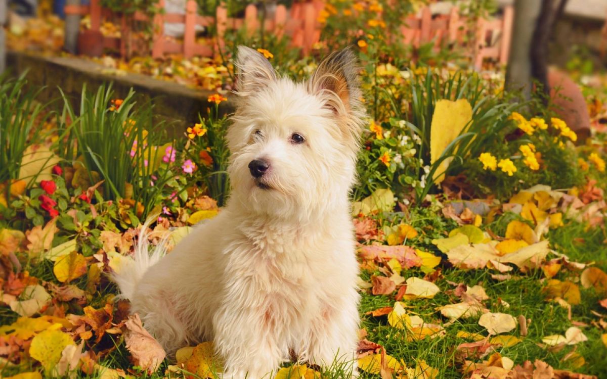 West Highland White Terrier Herbst, West Highland White Terrier, Terrier, Hunderasse, Hund. Wallpaper in 2560x1600 Resolution