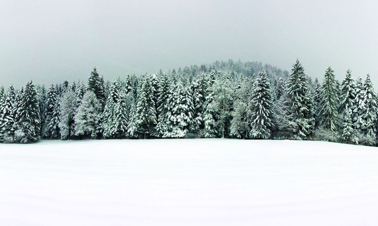 Grüne Pinien Mit Schnee Bedeckt. Wallpaper in 3949x2366 Resolution