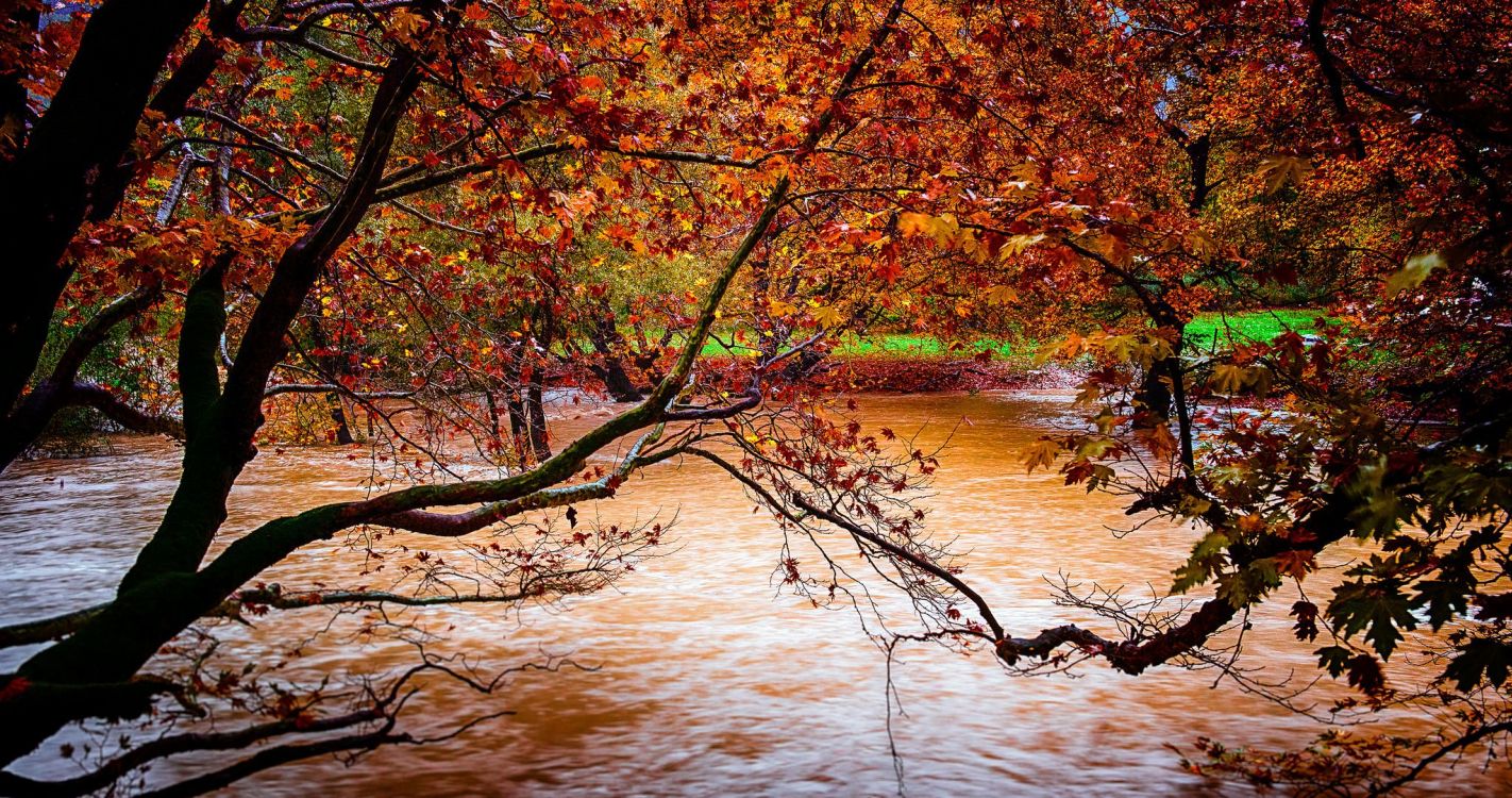 Braune Und Grüne Bäume am Fluss Tagsüber Beside. Wallpaper in 4096x2160 Resolution