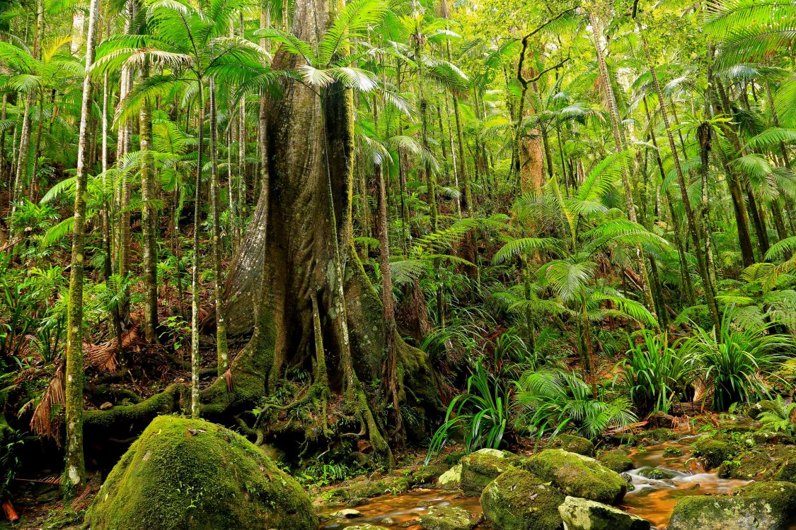 green moss on brown tree trunk