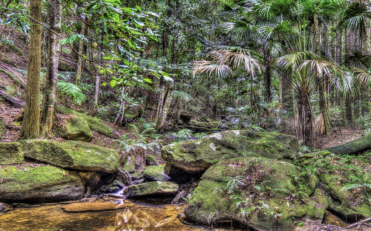 Musgo Verde Sobre Roca Marrón Cerca Del Río. Wallpaper in 4800x3000 Resolution