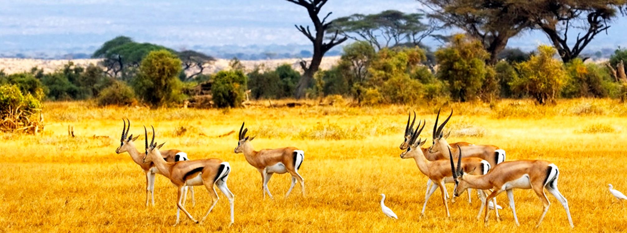 Weiße Und Braune Rehe Auf Braunem Grasfeld Tagsüber. Wallpaper in 3355x1250 Resolution