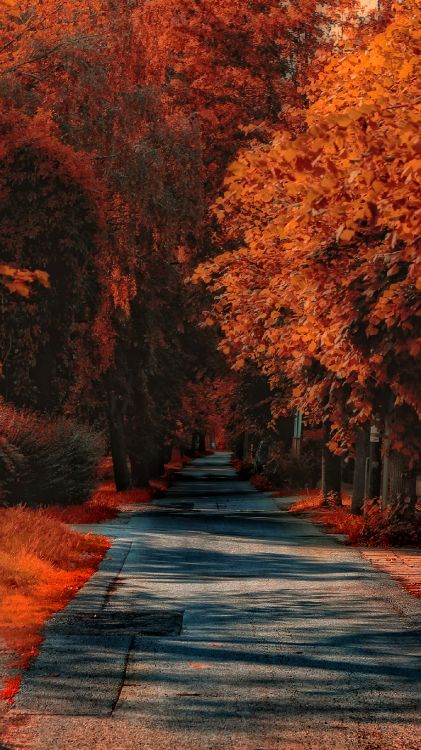 Wallpaper Autumn, Plant, Nature, Natural Landscape, Wood, Background ...