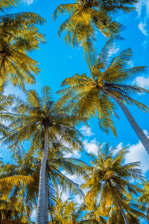 palm trees, coconut, tree, daytime, plant