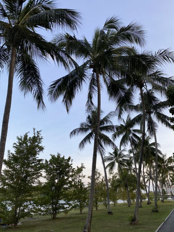 巴西棕榈, 枣椰树, 木本植物, 热带地区, Attalea桐 壁纸 1536x2048 允许