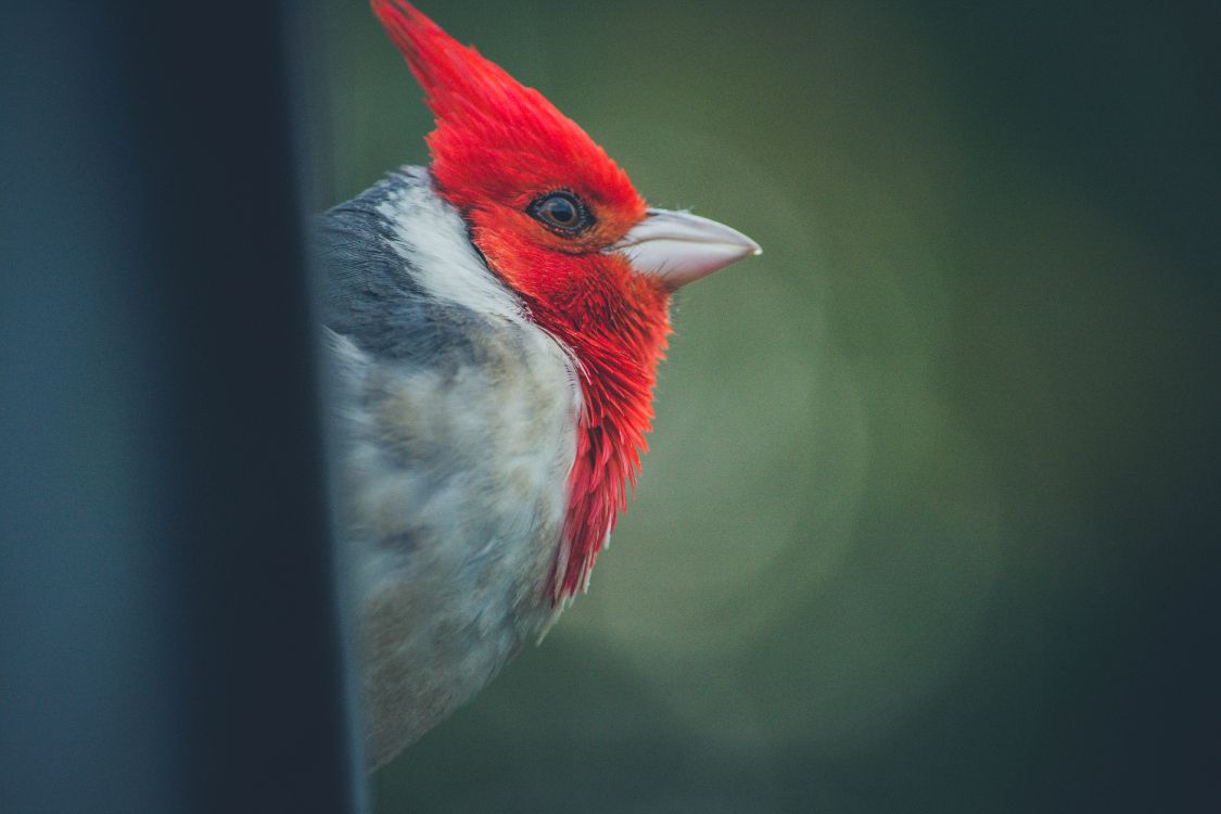 red white and black bird