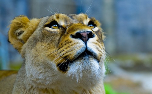 Image brown lioness in close up photography