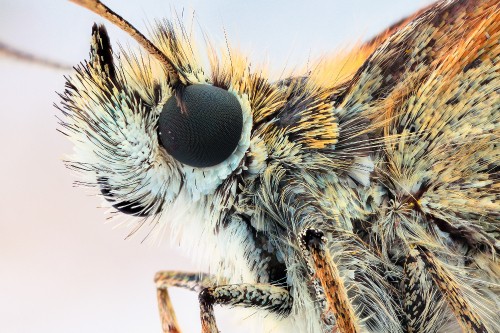 Image white and brown moth in close up photography