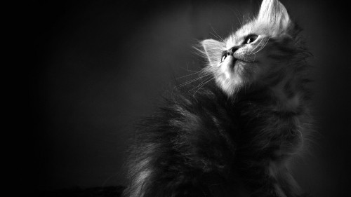 Image grayscale photo of cat with black eyes