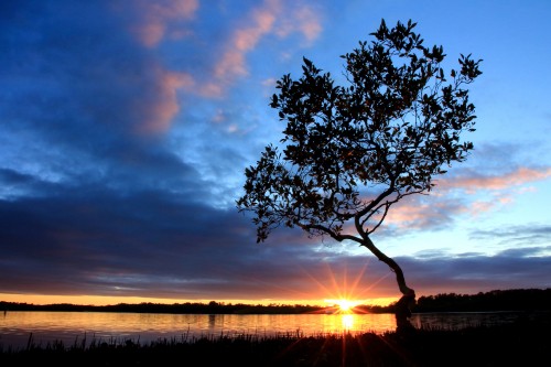 Image silhouette of tree during sunset