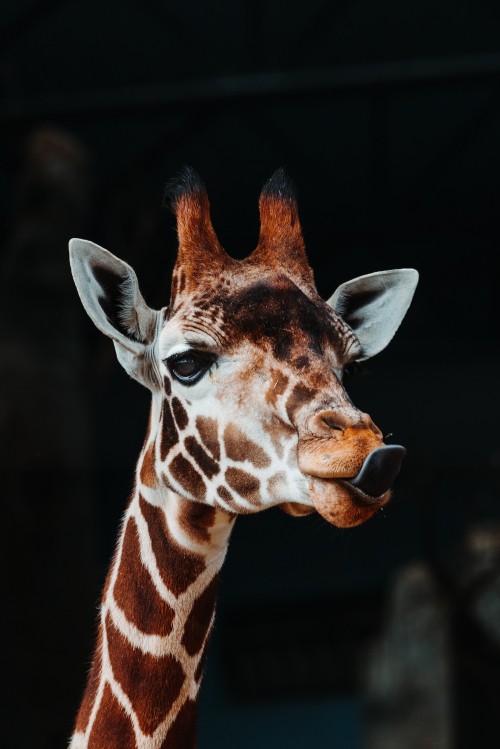 Image brown and white giraffe head