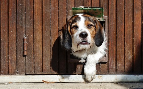 Image tricolor beagle puppy on wooden stairs