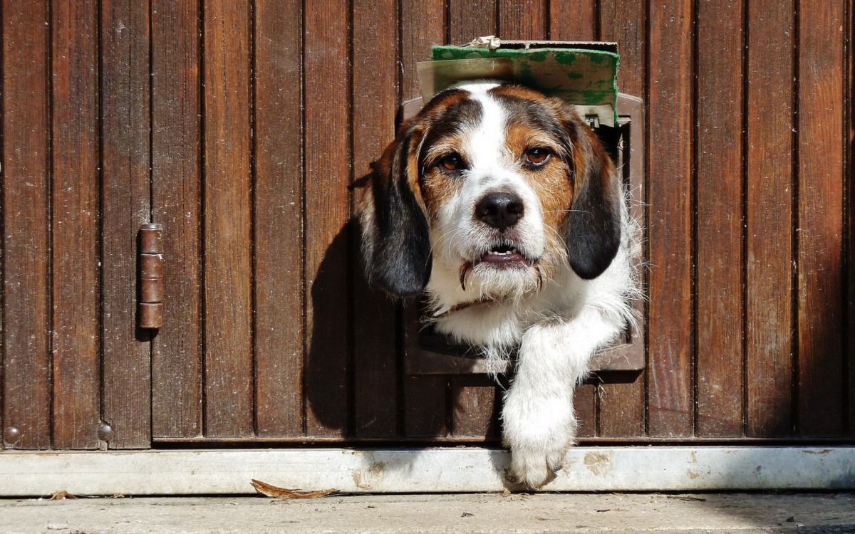 tricolor beagle puppy on wooden stairs