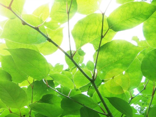 Image green leaves in macro shot