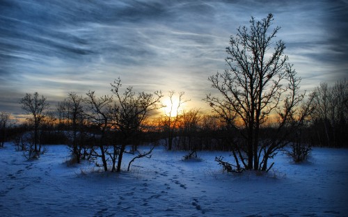 Image leafless trees on snow covered ground during sunset