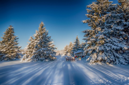 Image brown wooden house surrounded by trees covered with snow during daytime