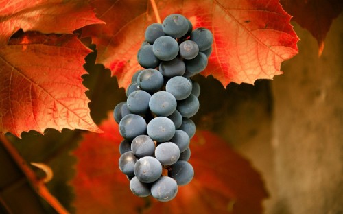 Image blue berries on red maple leaf