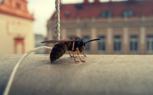 Image brown and black bee on white rope