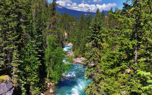 Image green trees near river under blue sky during daytime