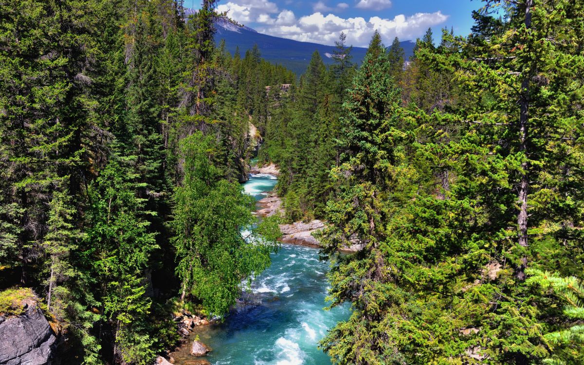 green trees near river under blue sky during daytime