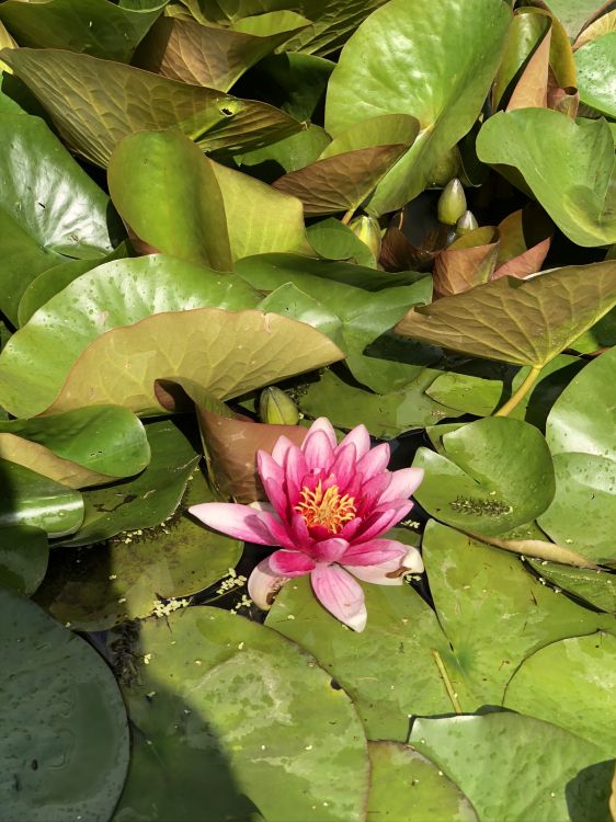 flora, plant stem, leaf, sacred lotus, water