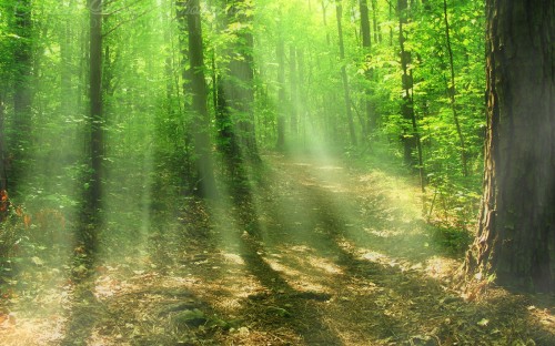 Image green trees and brown soil