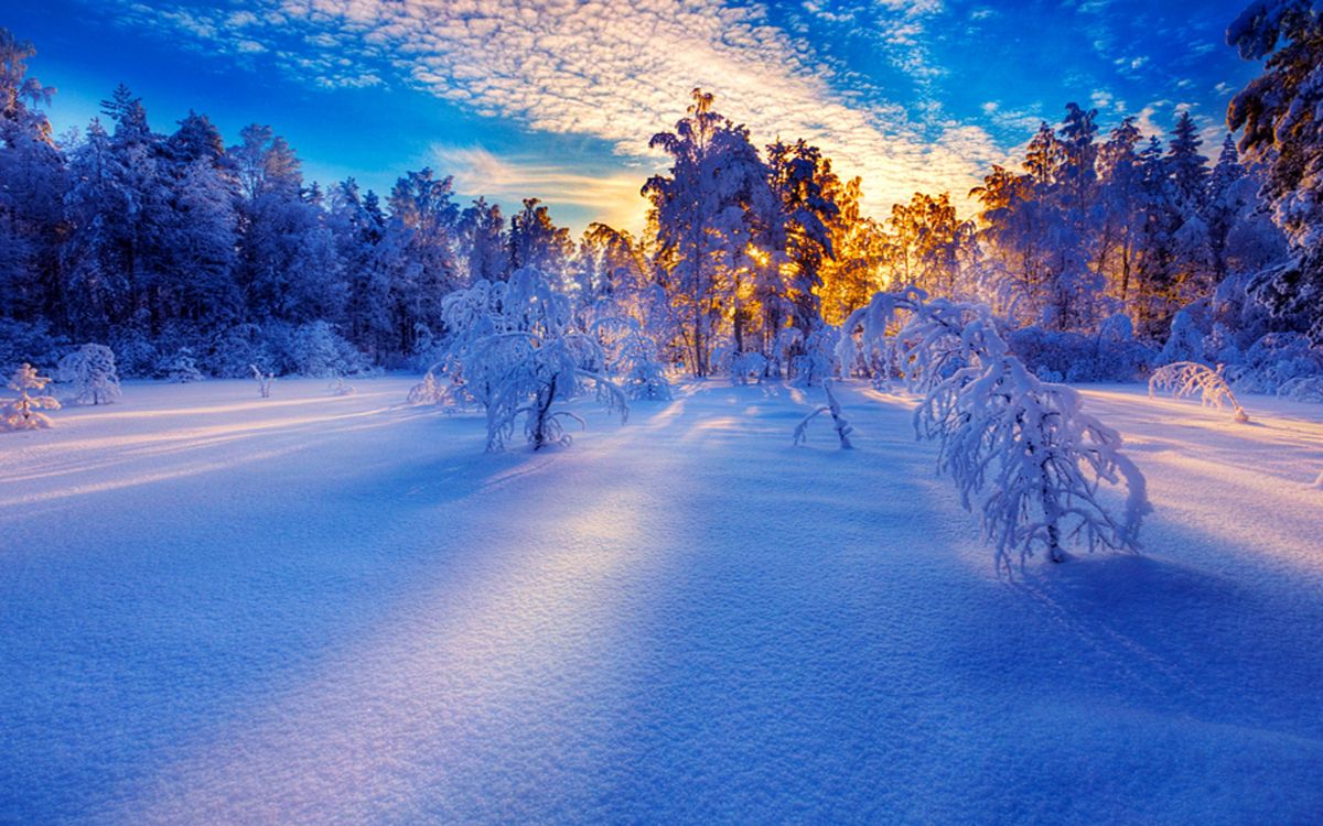 snow covered trees and road during daytime