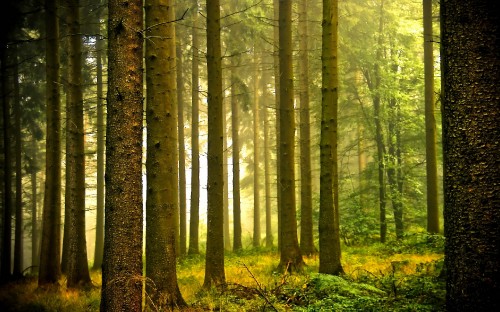 Image brown trees in forest during daytime