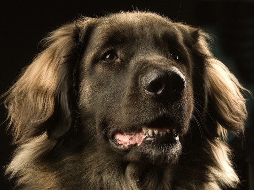 Image black and brown long coated dog