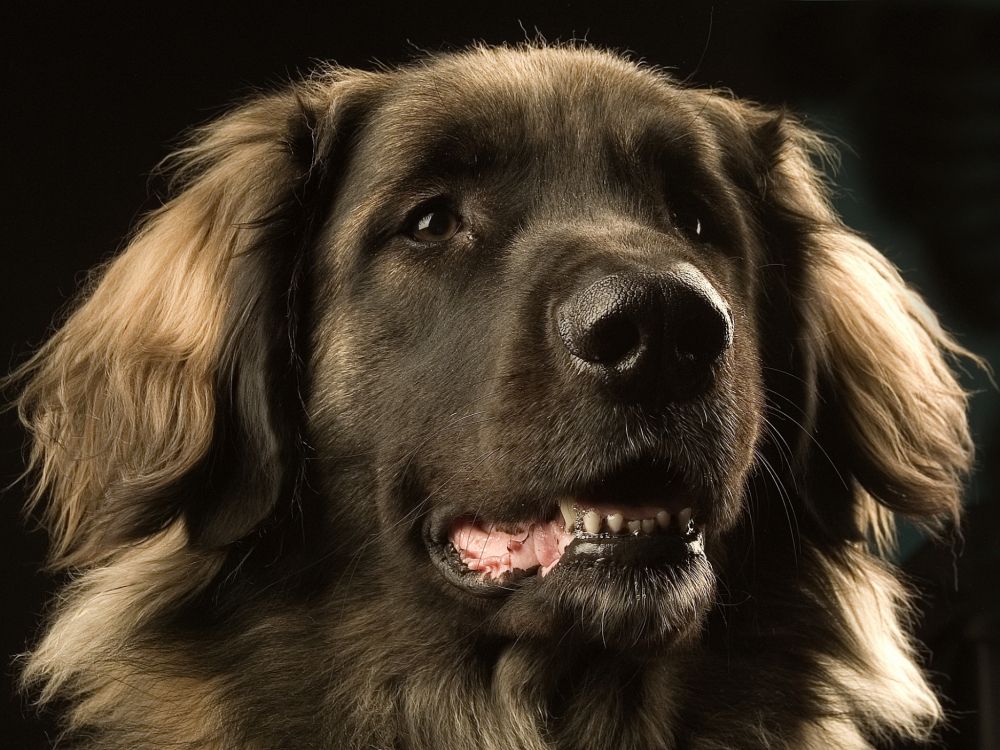 black and brown long coated dog