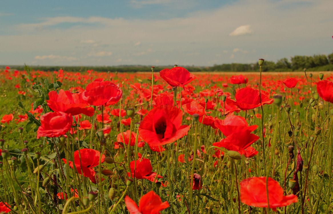 Campo de Flores Rojas Bajo un Cielo Azul Durante el Día. Wallpaper in 4200x2700 Resolution